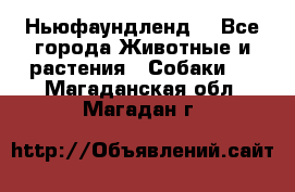 Ньюфаундленд  - Все города Животные и растения » Собаки   . Магаданская обл.,Магадан г.